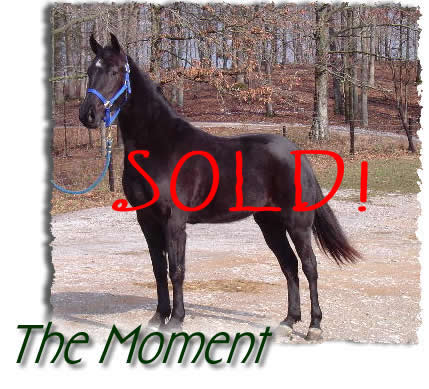 black walking horse filly, The Moment
